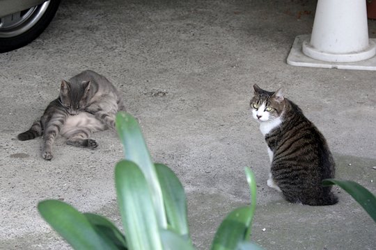 街のねこたち