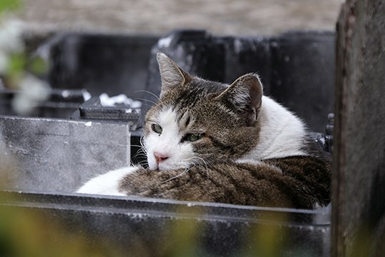 街のねこたち