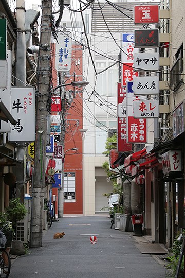 街のねこたち