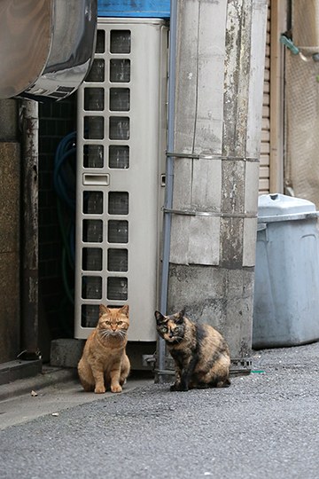 街のねこたち