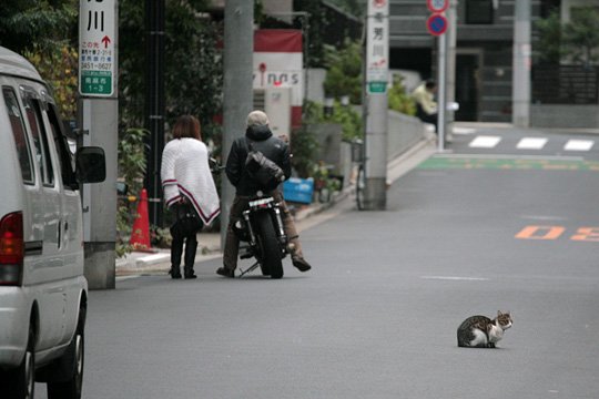 街のねこたち