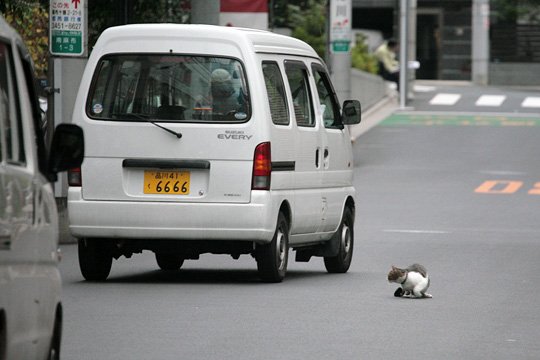 街のねこたち
