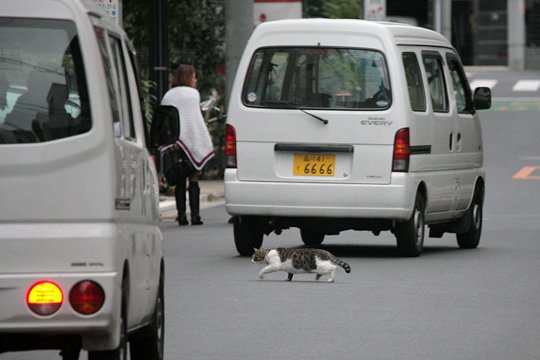 街のねこたち