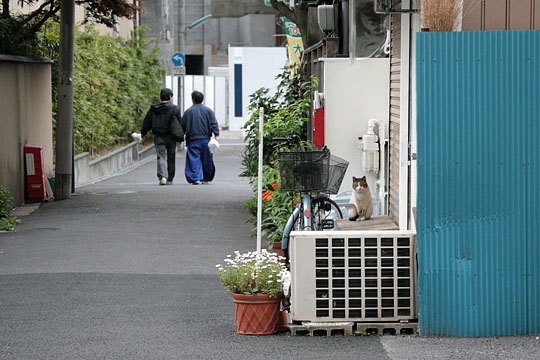 街のねこたち