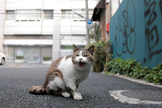 街のねこたち