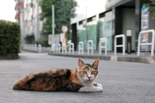 街のねこたち