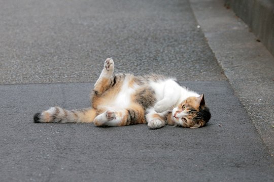 街のねこたち