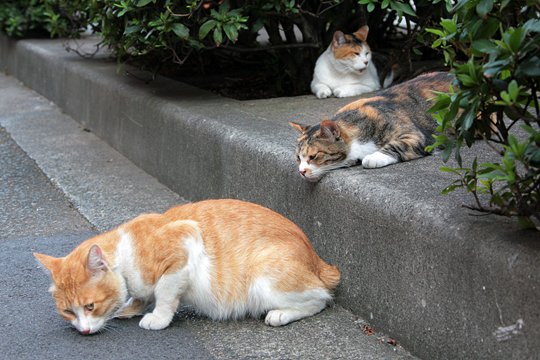 街のねこたち