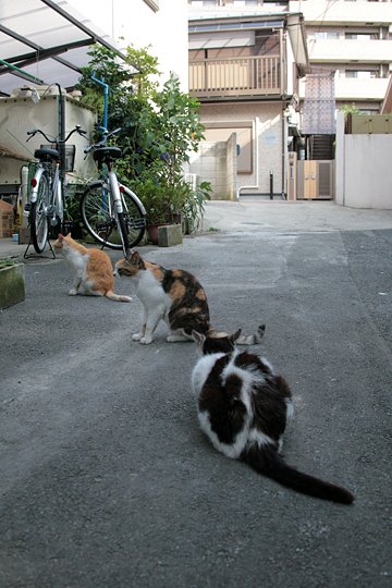 街のねこたち