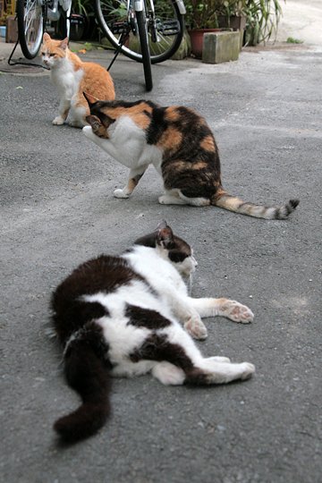 街のねこたち
