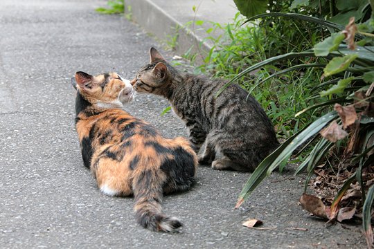街のねこたち