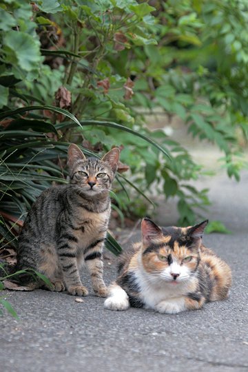 街のねこたち