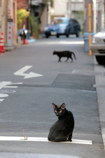 街のねこたち