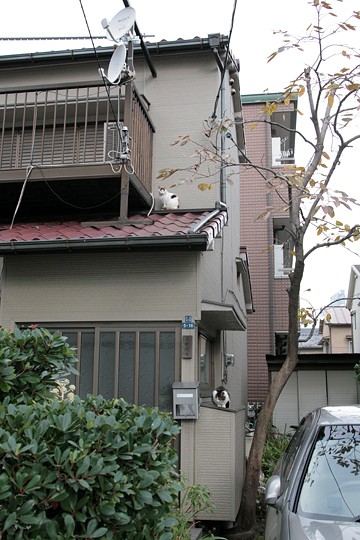 街のねこたち