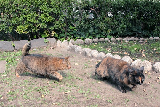 街のねこたち