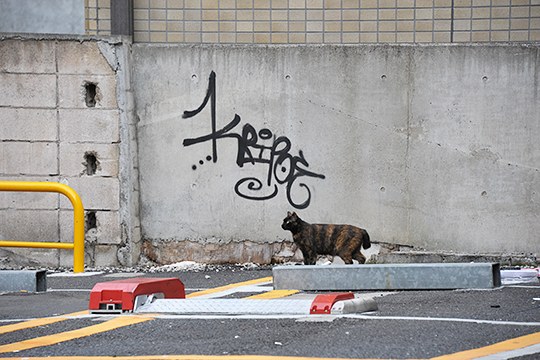 街のねこたち
