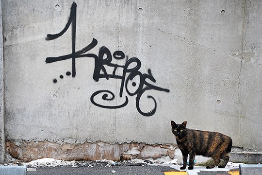 街のねこたち