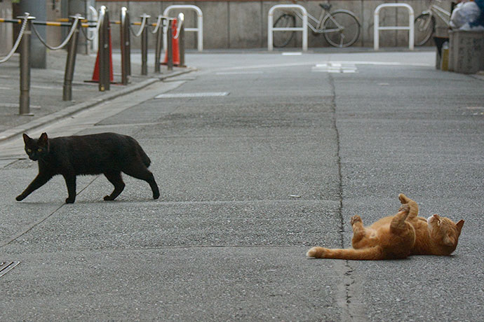街のねこたち