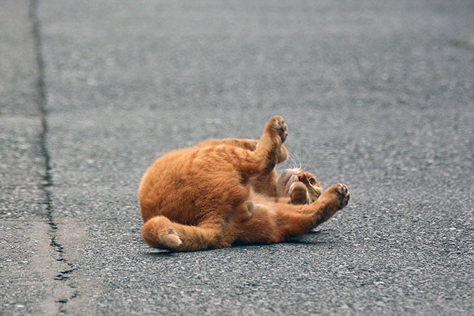街のねこたち