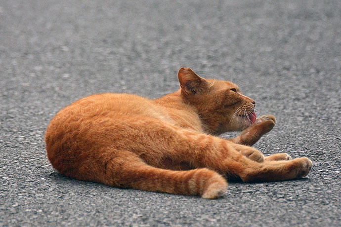 街のねこたち