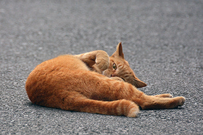 街のねこたち