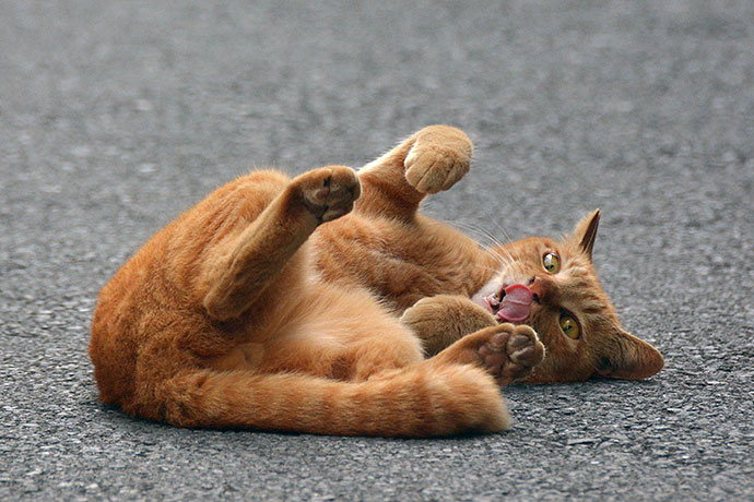街のねこたち