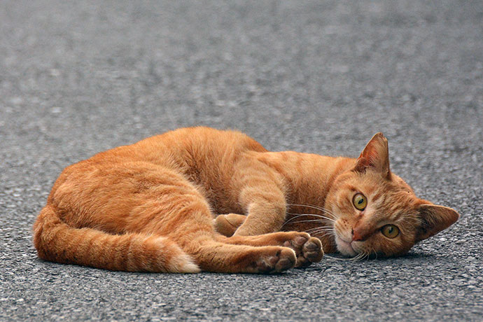 街のねこたち