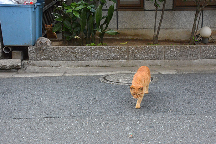 街のねこたち