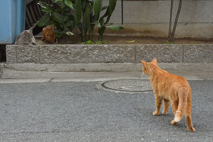 街のねこたち