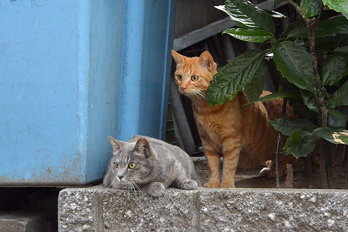 街のねこたち