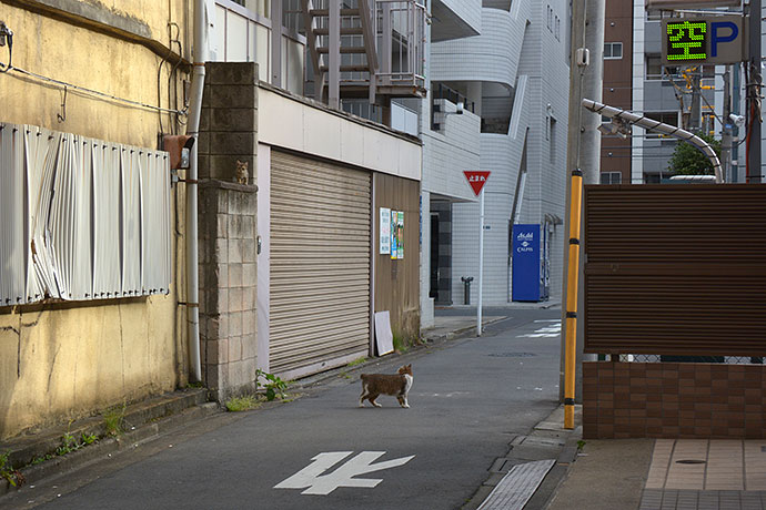 街のねこたち