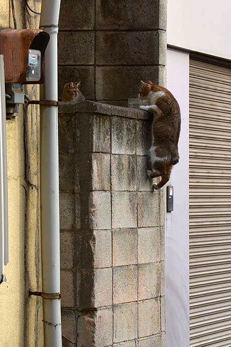 街のねこたち