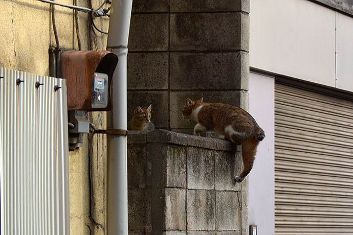 街のねこたち