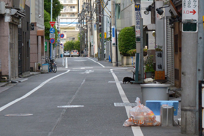 街のねこたち