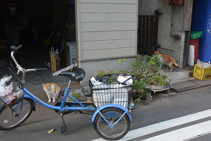 街のねこたち