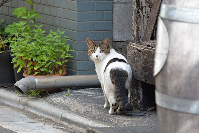 街のねこたち