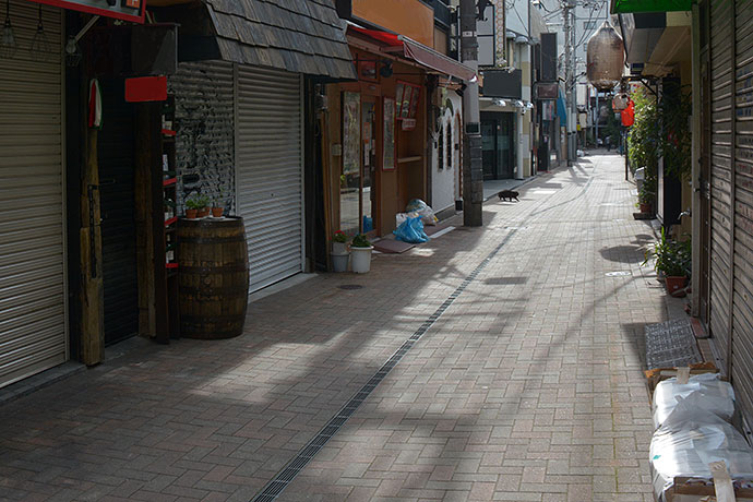 街のねこたち