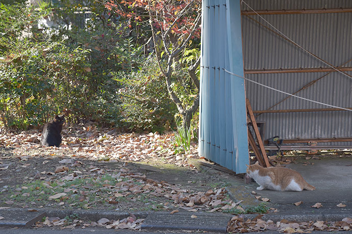 街のねこたち