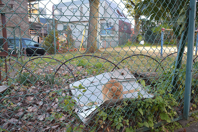 街のねこたち