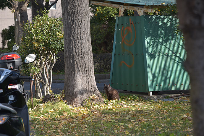 街のねこたち