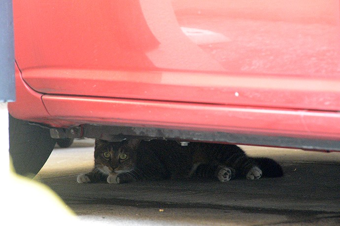 街のねこたち