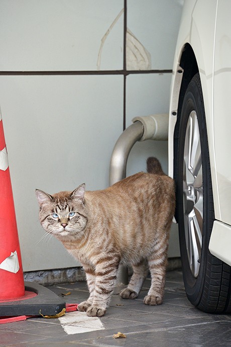 街のねこたち
