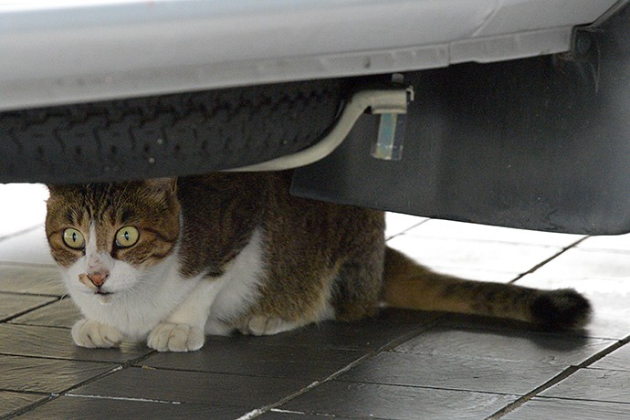 街のねこたち
