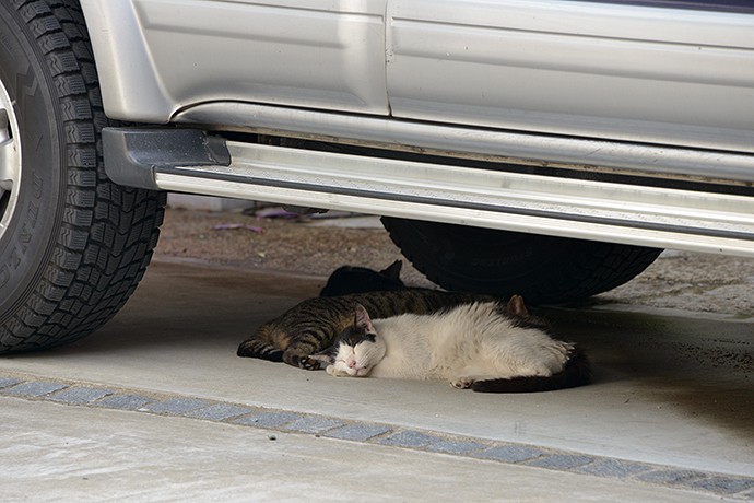街のねこたち
