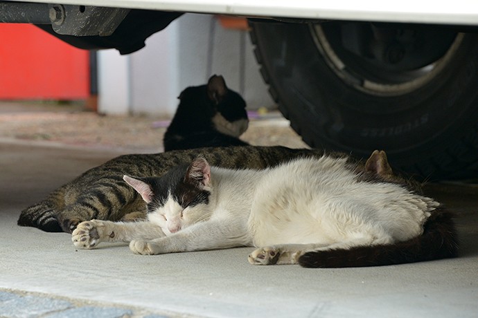 街のねこたち