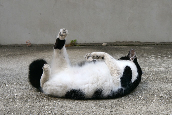 街のねこたち