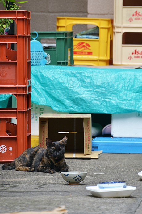 街のねこたち