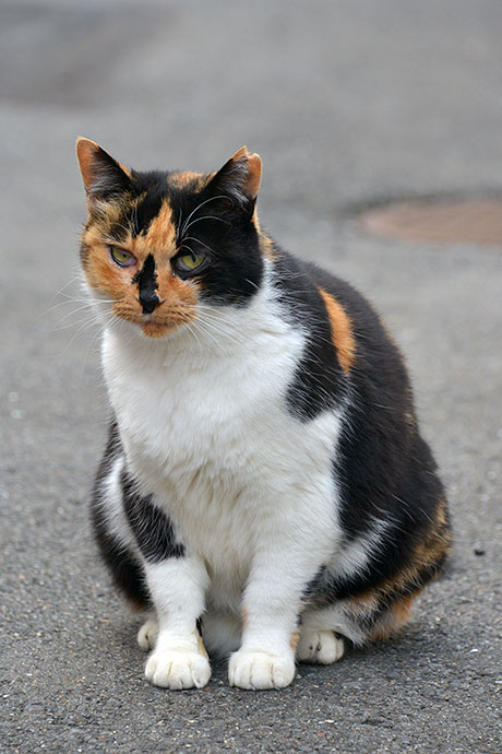街のねこたち