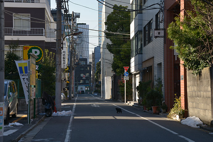 街のねこたち