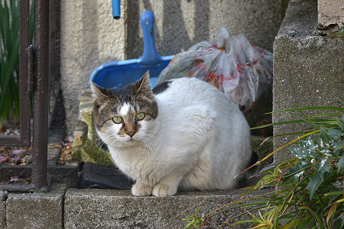 街のねこたち